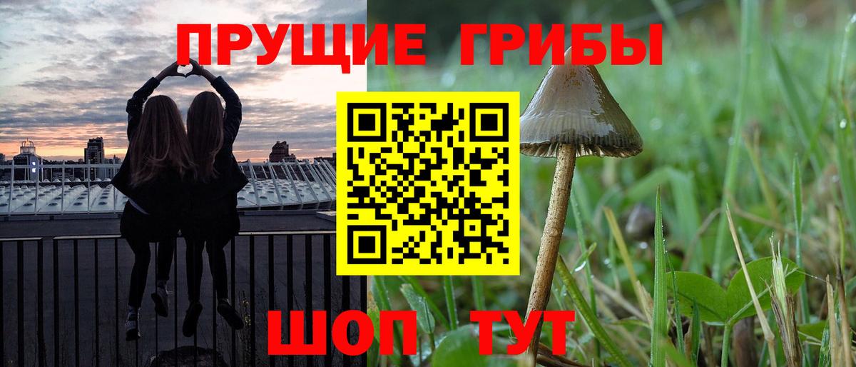 Псилоцибиновые грибы Psilocybe Советская Гавань